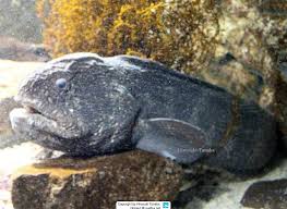 Image result for Anarhichas denticulatus