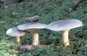 Attēlu rezultāti vaicājumam “Clitocybe nebularis”