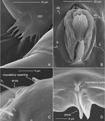 Attēlu rezultāti vaicājumam “Licea castanea sessile”