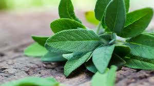 Image result for Salbei