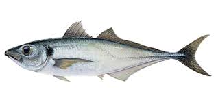 Image result for Trachurus trachurus