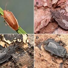 Attēlu rezultāti vaicājumam “Pantilius tunicatus imago”