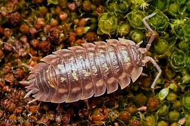 Attēlu rezultāti vaicājumam “Ligidium hypnorum”