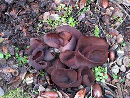 Attēlu rezultāti vaicājumam “Otidea bufonia”