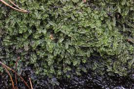 Attēlu rezultāti vaicājumam “Plagiochila asplenioides”