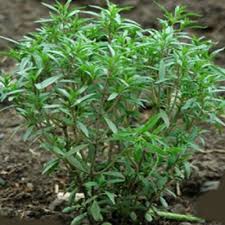 Image result for Satureja hortensis