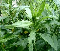 Image result for Chenopodium ambrosioides