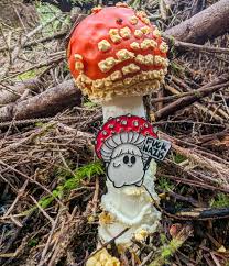 Attēlu rezultāti vaicājumam “Lycogala miserum young”