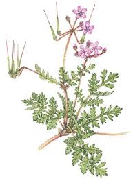 Attēlu rezultāti vaicājumam “Erodium cicutarium”