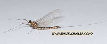 Attēlu rezultāti vaicājumam “Siphlonurus male”