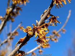Attēlu rezultāti vaicājumam “Hamamelis vernalis flower”