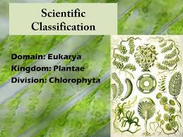 Attēlu rezultāti vaicājumam “Chlorophyta”