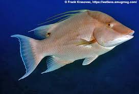 Image result for Lachnolaimus maximus