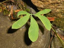 Attēlu rezultāti vaicājumam “Corydalis cava leaf”