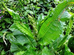 Attēlu rezultāti vaicājumam “Rumex obtusifolius”