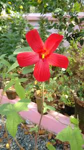 Image result for Abelmoschus moschatus