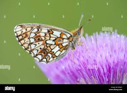 Attēlu rezultāti vaicājumam “Clossiana selene”