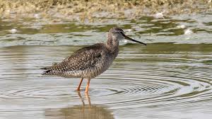 Image result for Tringa erythropus