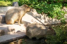 Attēlu rezultāti vaicājumam “Hydrochoerus hydrochaeris”