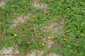 Attēlu rezultāti vaicājumam “Argentina anserina leaf”