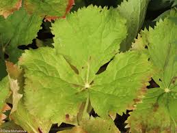 Attēlu rezultāti vaicājumam “Podophyllum hexandrum”