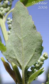 Attēlu rezultāti vaicājumam “Chenopodium album leaf”