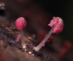 Attēlu rezultāti vaicājumam “Vibrissea decolorans”