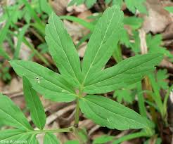 Attēlu rezultāti vaicājumam “Cardamine bulbifera leaf”