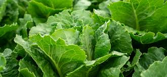 Image result for Römischer Salat