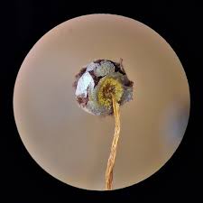 Attēlu rezultāti vaicājumam “Physarum flavidum macro”