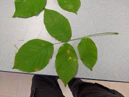 Attēlu rezultāti vaicājumam “Cladrastis kentukea leaf”