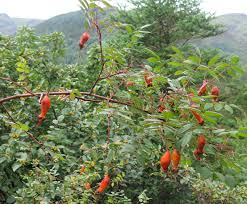 Attēlu rezultāti vaicājumam “Rosa villosa fruit”