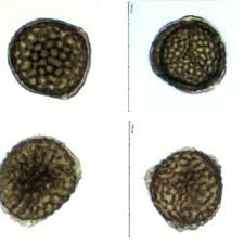 Attēlu rezultāti vaicājumam “Riccia sorocarpa macro”