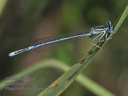 Attēlu rezultāti vaicājumam “Platycnemis pennipes male”