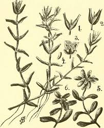 Attēlu rezultāti vaicājumam “Callitriche hermaphroditica”