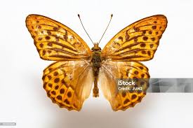 Attēlu rezultāti vaicājumam “Argynnis paphia”