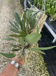 Attēlu rezultāti vaicājumam “Didymium aggregatum”