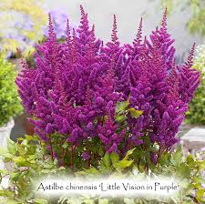 Attēlu rezultāti vaicājumam “Astilbe chinensis”
