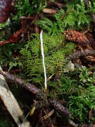 Attēlu rezultāti vaicājumam “Eocronartium muscicola”