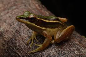 Attēlu rezultāti vaicājumam “Ranidae”