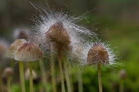 Attēlu rezultāti vaicājumam “Spinellus fusiger”