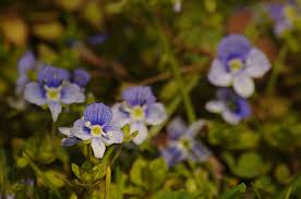 Attēlu rezultāti vaicājumam “Veronica filiformis bud”
