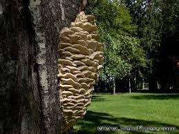 Attēlu rezultāti vaicājumam “Climacodon septentrionalis”