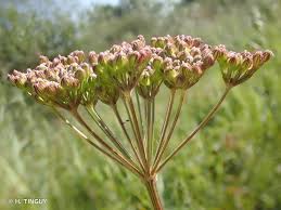 Attēlu rezultāti vaicājumam “Selinum carvifolia”