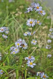 Attēlu rezultāti vaicājumam “Symphyotrichum x salignum”