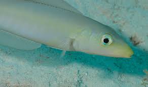 Image result for Malacanthus plumieri