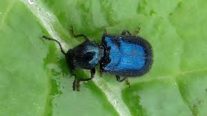 Attēlu rezultāti vaicājumam “Korynetes caeruleus”