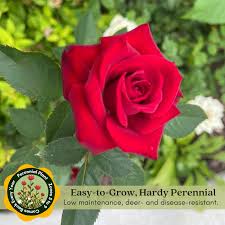 Image result for Red Rose Cc