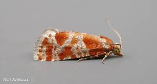 Attēlu rezultāti vaicājumam “Rhyacionia pinicolana”