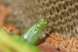 Attēlu rezultāti vaicājumam “Blepharidopterus angulatus imago”